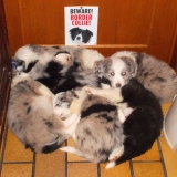 mes bébés :-)