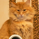 biscuit