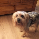 milou