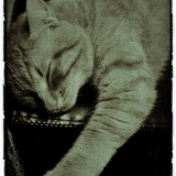 loulou