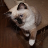 Beyonce Unreal Ragdolls ES