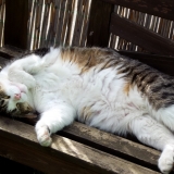 mutch ou mietzekatze