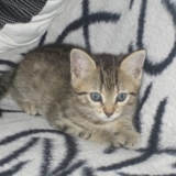 Léo