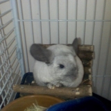 Opale