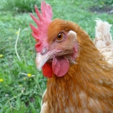 Félicie