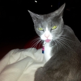 Kitty