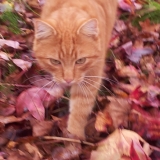spyke