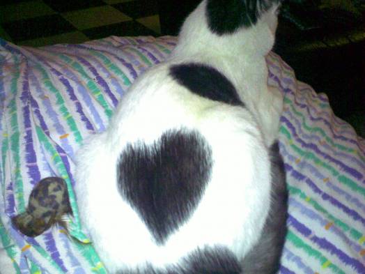 Chat - European - Pistache