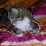 Loly