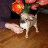 Gucci◕‿◕ et Lili rose♥