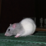 Pirouette