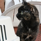 lilly