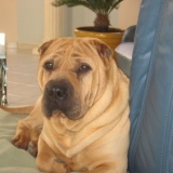 Baloo