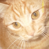 Izzie
