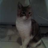 Phoebe