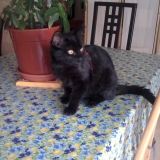 Pompom qui regarde dehors