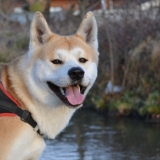 Aïko