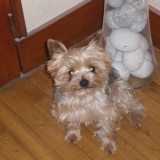 benji