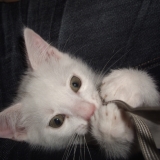 gavroche