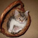re dans mon panier