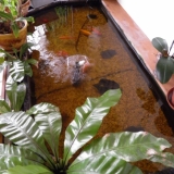 poissons rouges