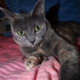 Cléo