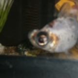 Pango