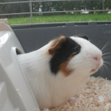 Bibi