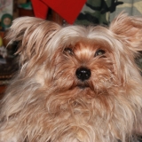 Garitounet