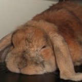 CARAMEL