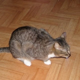 Kitty