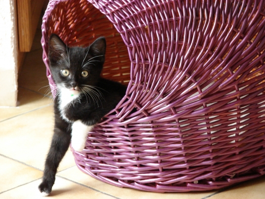 Profil de FLIP (Chat - Gouttière) sur Yummypets - Réseau social pour animaux