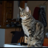 Jambon