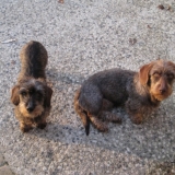 Fissa & Feelie