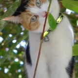 Craquotte