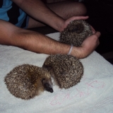 Taz, Titou, Porcky