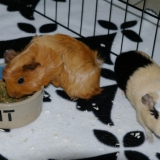 Paloma et Alezane