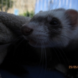kaya