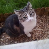 fifi
