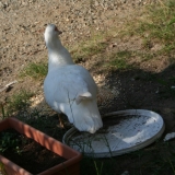 Madame Coin-Coin