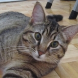 Fatso