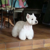 Alfy
