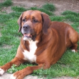elvis