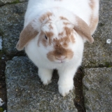 Nougat