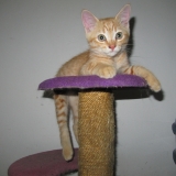 Charlie