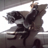 samy et junior