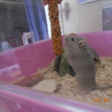Titou