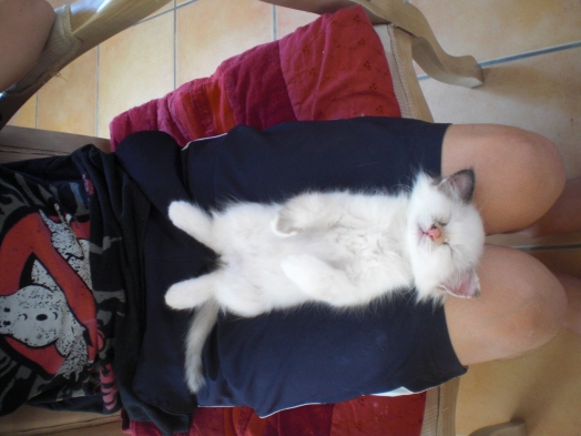 Chat -  - Galatée
