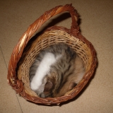 dans mon panier