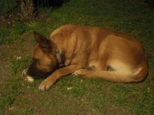 Au coucher du Soleil